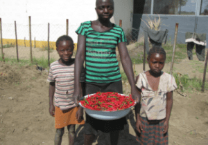 Kids holding chilli harvest