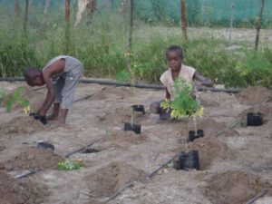 Kids planting Moringa