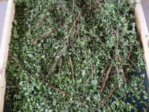 Moringa Harvested
