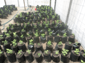 morienga plants ready to be planted